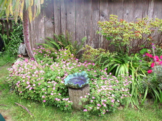 garden flowers