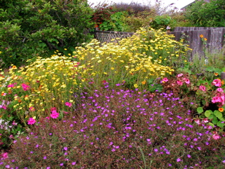 garden flowers